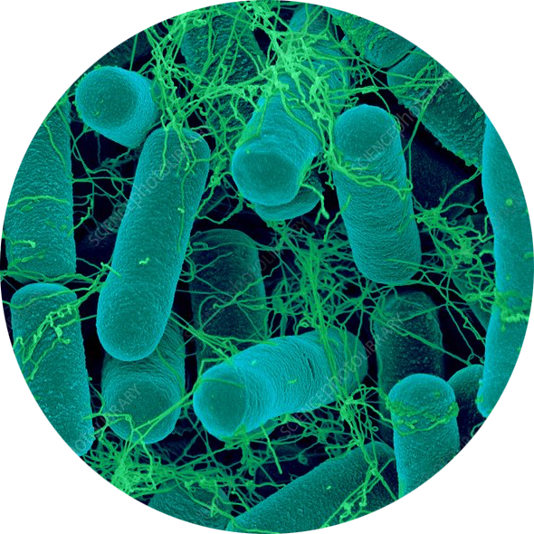 Bacillus thuringiensis-soil bacterium