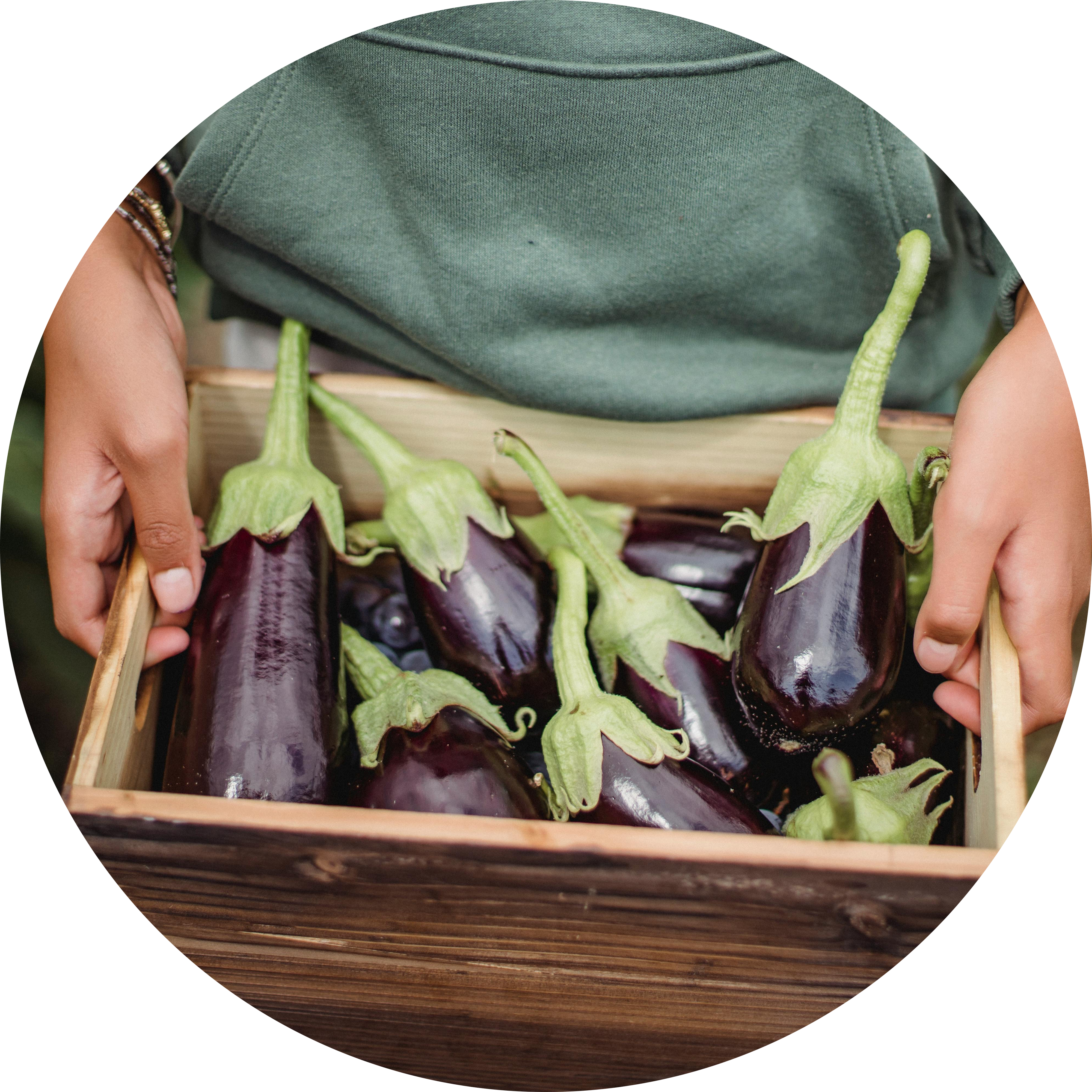 Bt Brinjal comparison